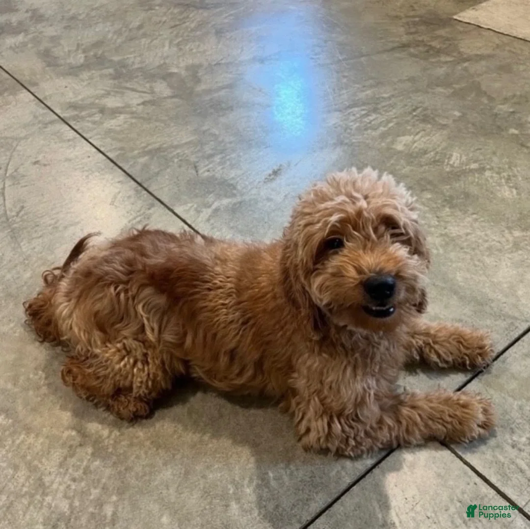 Mini Goldendoodle dogs for sale: Holly - Ad 8