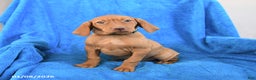 Vizsla dogs for sale: Sidney - Ad 3