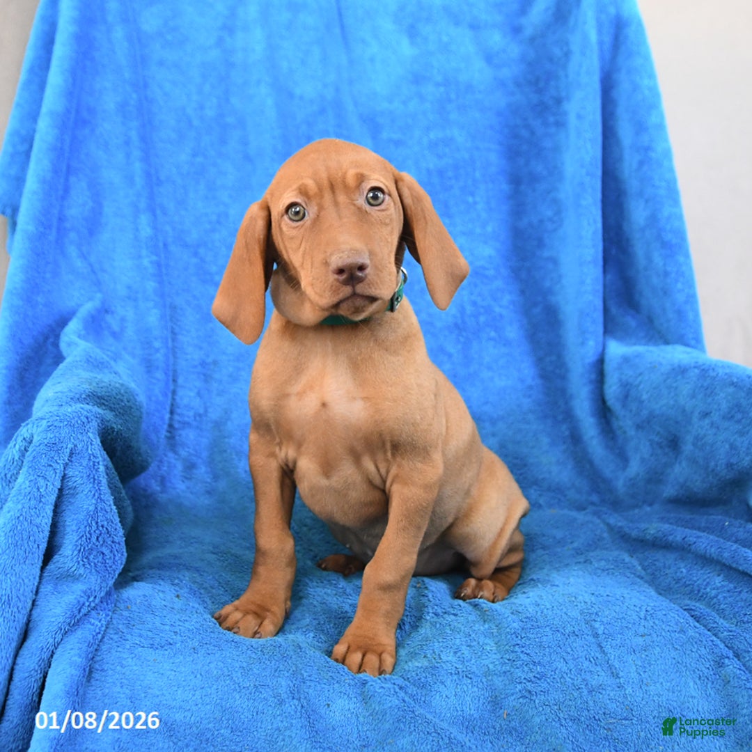 Vizsla dogs for sale: Sidney - Ad 3