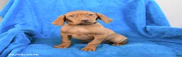 Vizsla dogs for sale: Sidney - Ad 3