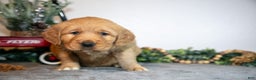 Golden Retriever dogs for sale: Faith - Ad 3