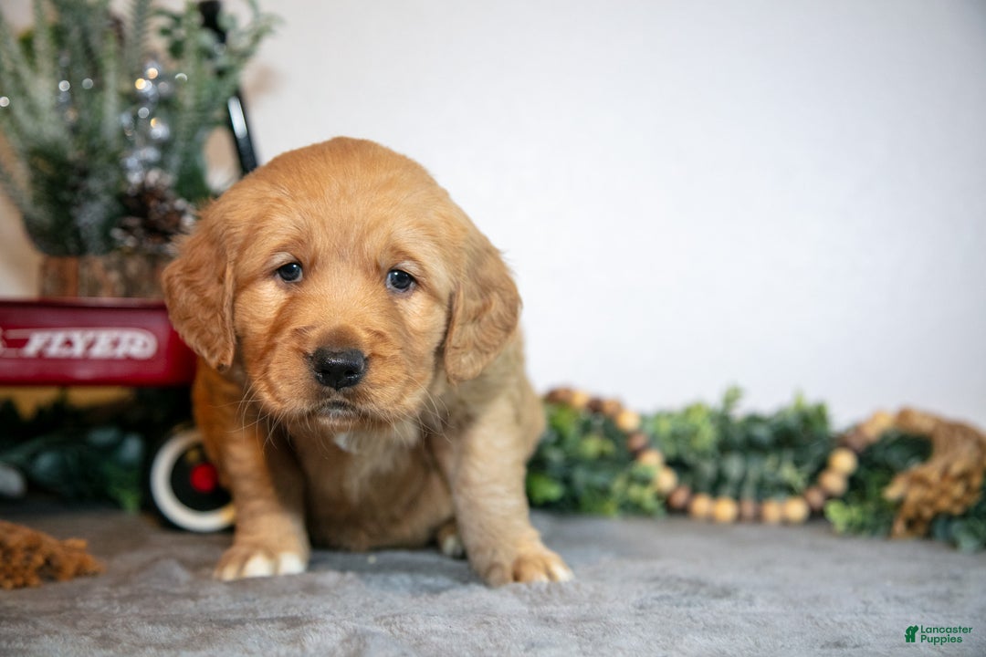 Golden Retriever dogs for sale: Faith - Ad 3