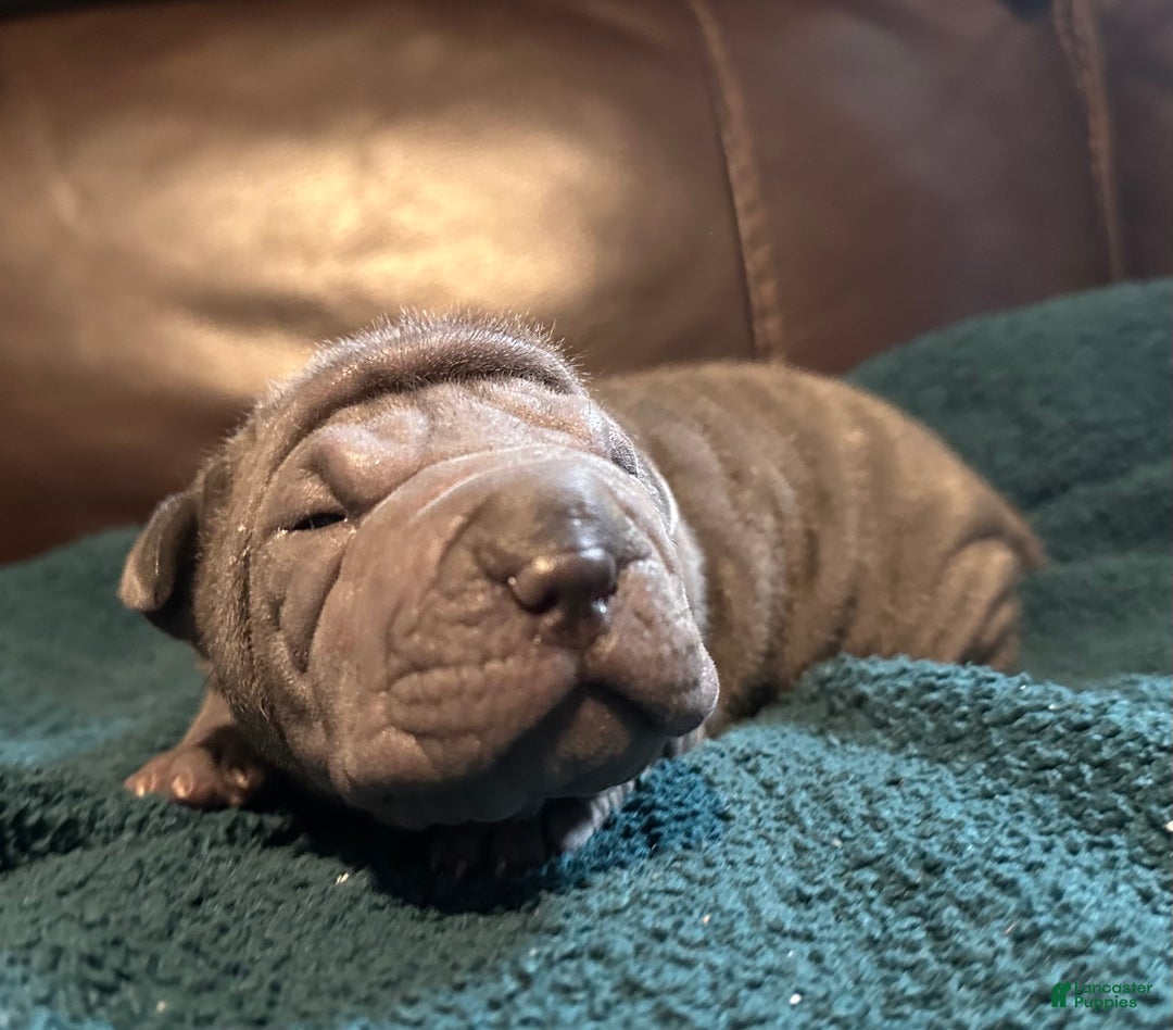 Shar Pei dogs for sale: Dove - Ad 5
