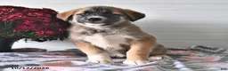 Mixed Breed dogs for sale: Stormy - Ad 1
