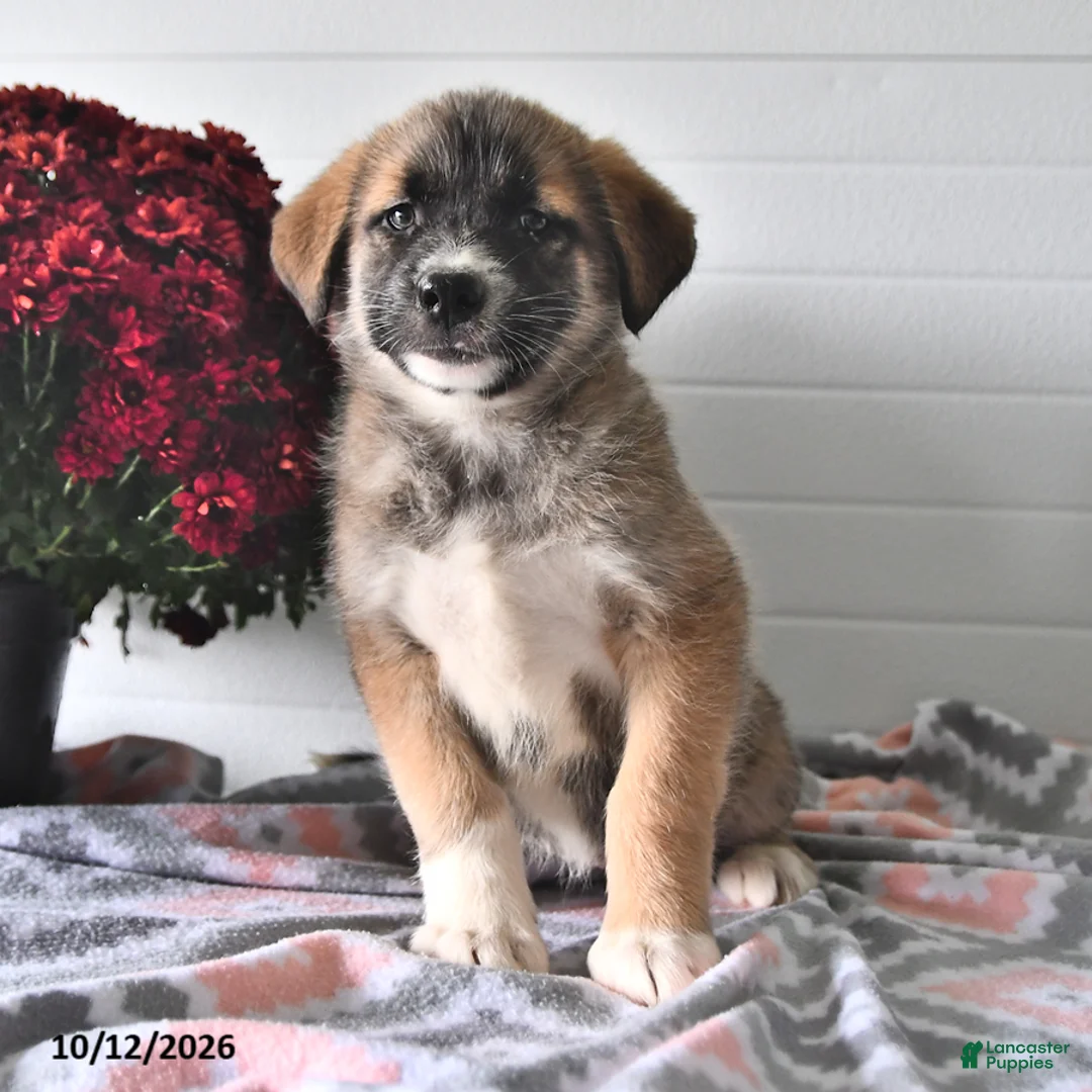 Mixed Breed dogs for sale: Stormy - Ad 1