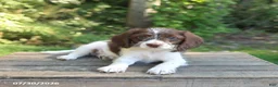 Mixed Breed dogs for sale: Winston - Ad 3