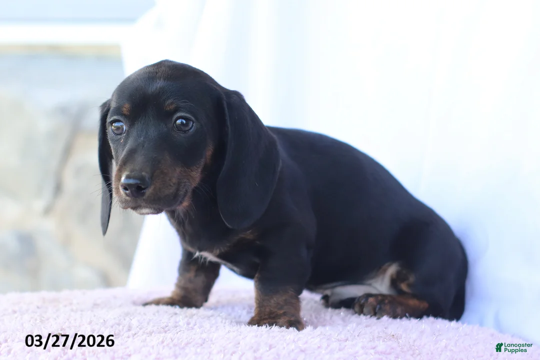 Miniature Dachshund dogs for sale: Sammy - Ad 5