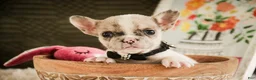 French Bulldog dogs for sale: Juliet - Ad 6