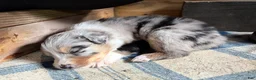 Australian Shepherd dogs for sale: Sunny - Female 3 - Ad 4
