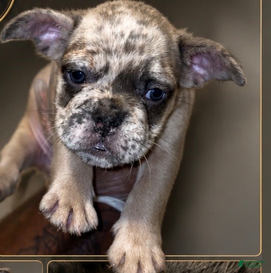 French Bulldog dogs for sale: Legacy  - Ad 4