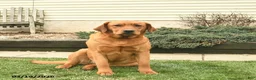 Labrador Retriever dogs for sale: Riba  - Ad 1