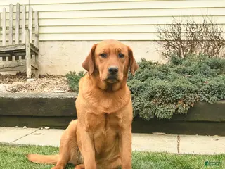 Labrador Retriever dogs for sale: Riba - Ad 1