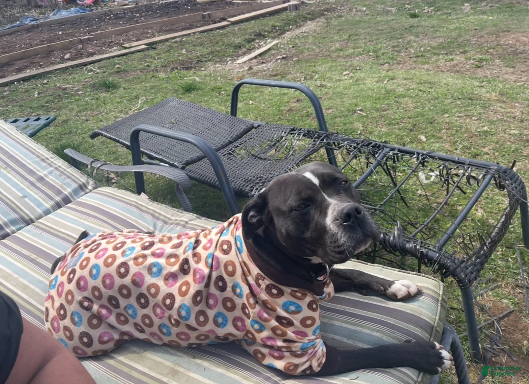 Mixed Breed dogs for sale: Mixed Breed Puppy 1 - Ad 2