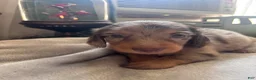 Dachshund dogs for sale: Glenn AKC long coat mini - Ad 7
