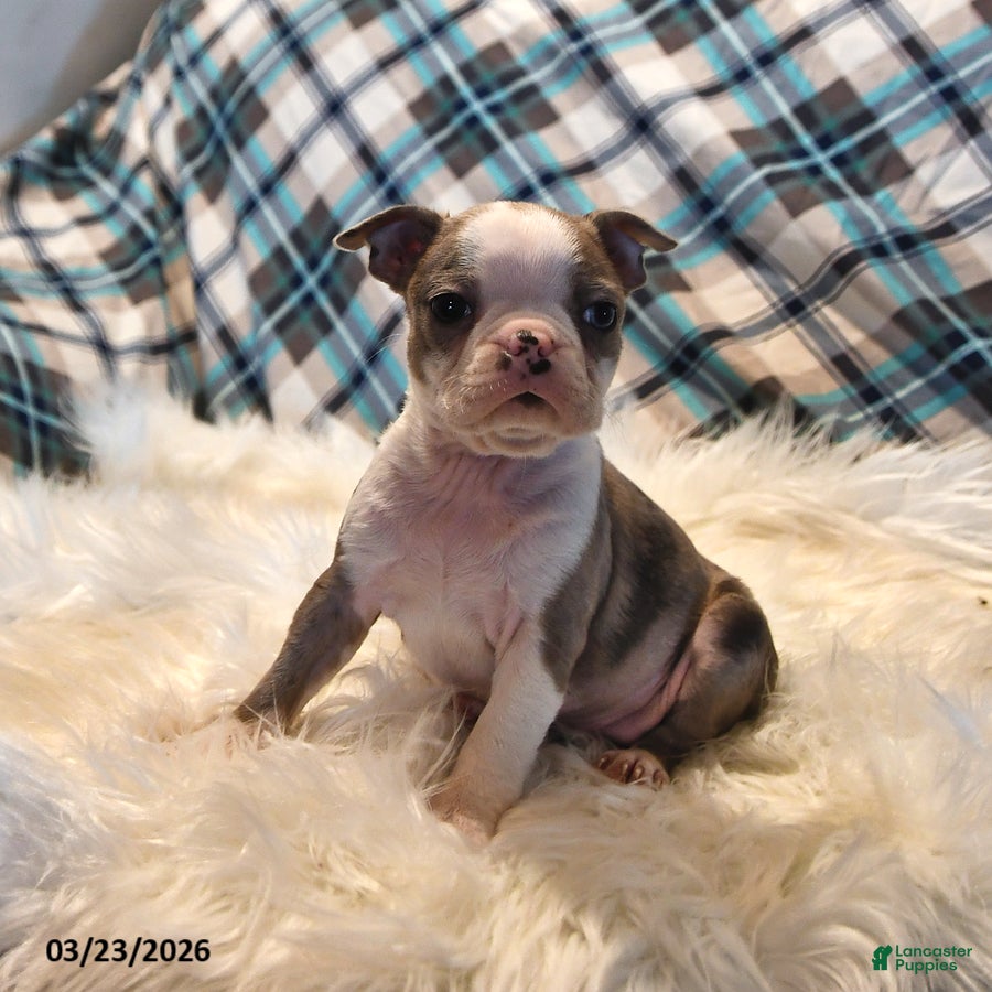 Boston Terrier dogs Paris - Ad 2