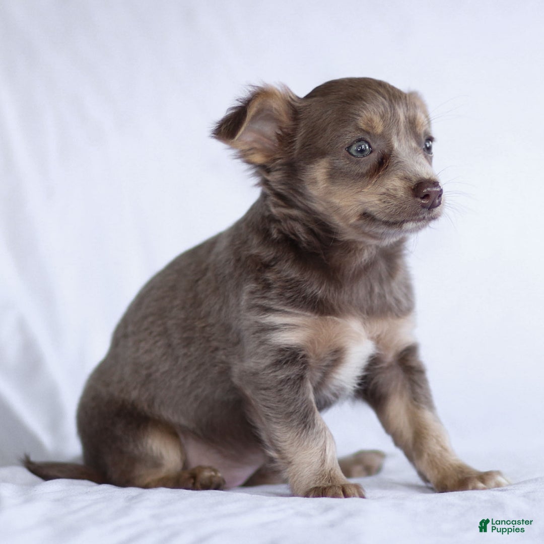 Chihuahua dogs for sale: Pamela - Ad 11