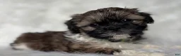 Shih Tzu dogs for sale: Lucy - Ad 1