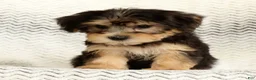 Yochon dogs for sale: Jasper - Ad 6