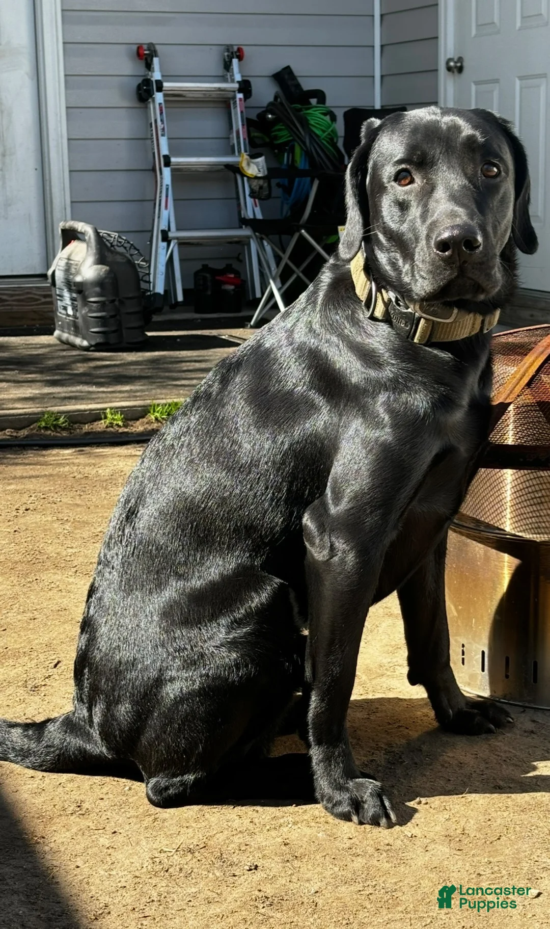 Mixed Breed dogs for sale: Blue Collar - Ad 9