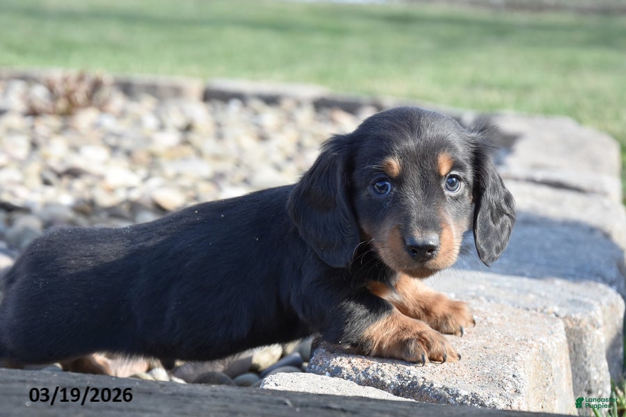 Miniature Dachshund dogs Hershey - Ad 2