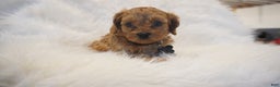 Cavapoo dogs for sale: Mars  - Ad 7