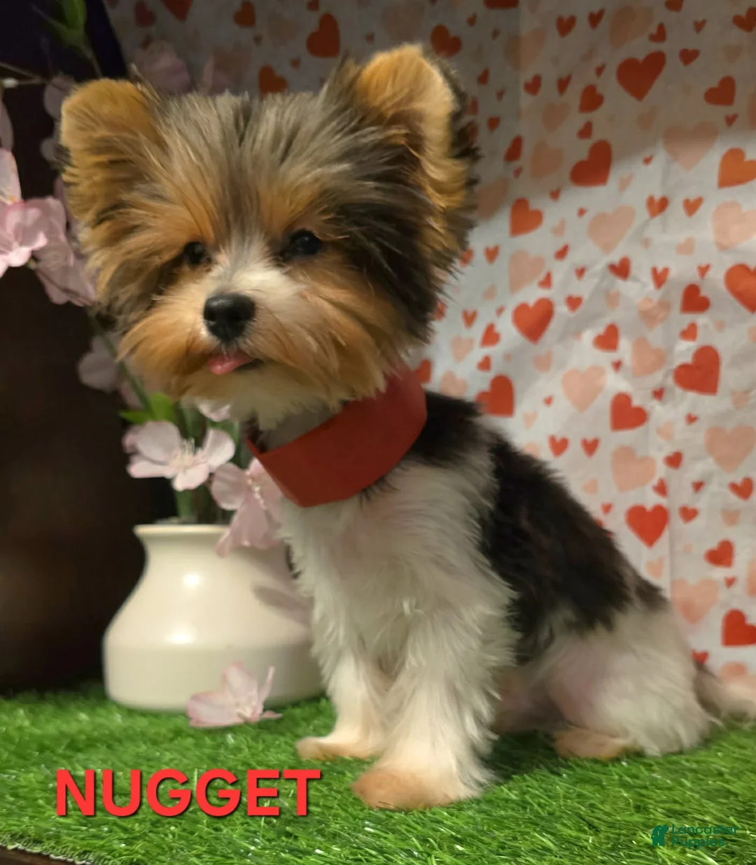 Biewer Terrier dogs for sale: Biewer Terrier Puppy 1 - Ad 2