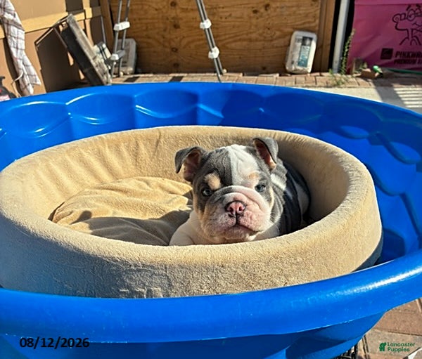 English Bulldog dogs Marshmallow - Ad 1