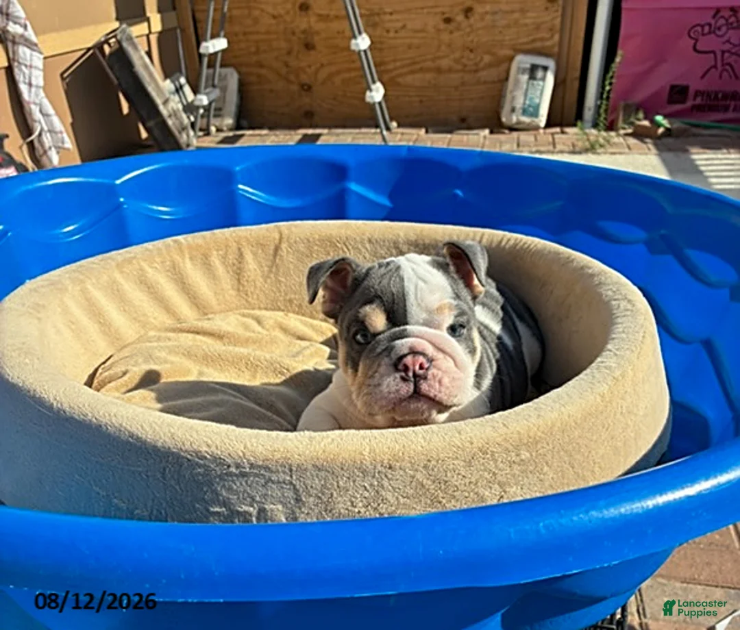 English Bulldog dogs for sale: Marshmallow - Ad 1