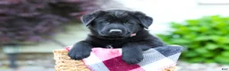 Sheprador dogs for sale: Bear - Ad 1