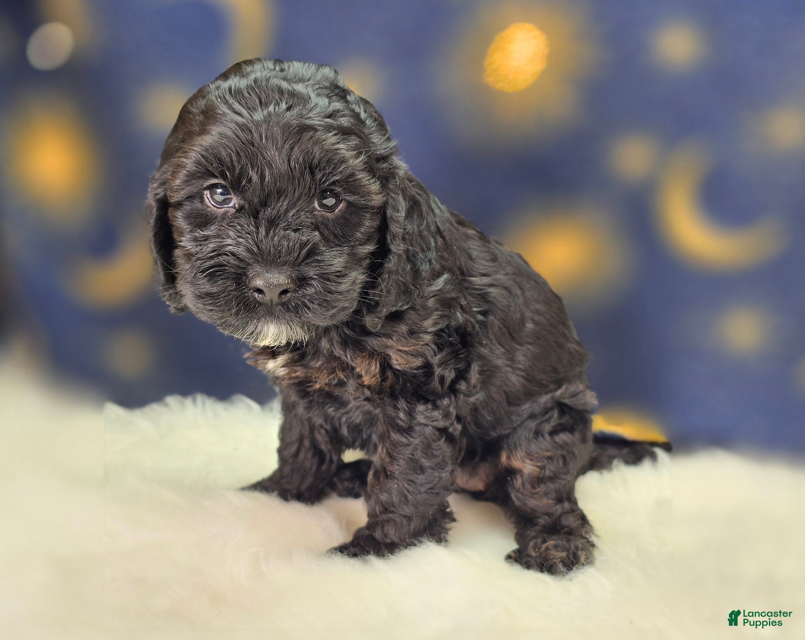 Cockapoo dogs Nova - Ad 17