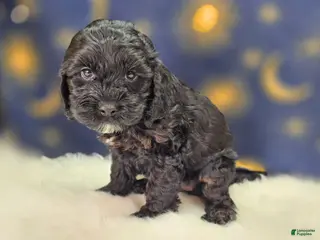 Cockapoo dogs Nova - Ad 16