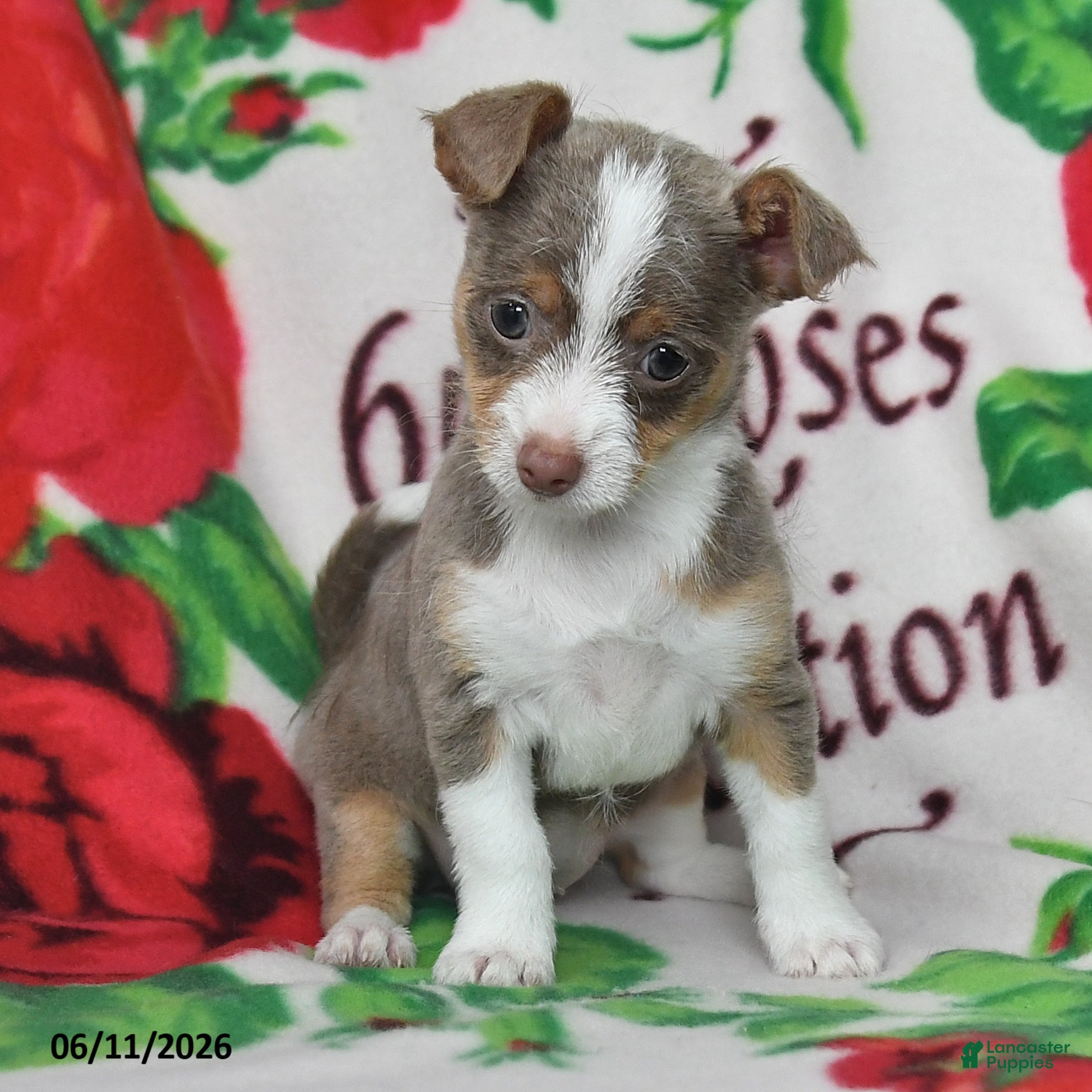 Chihuahua dogs Jade - Ad 2