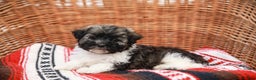 Havanese dogs for sale: Maggie AKC - Ad 6