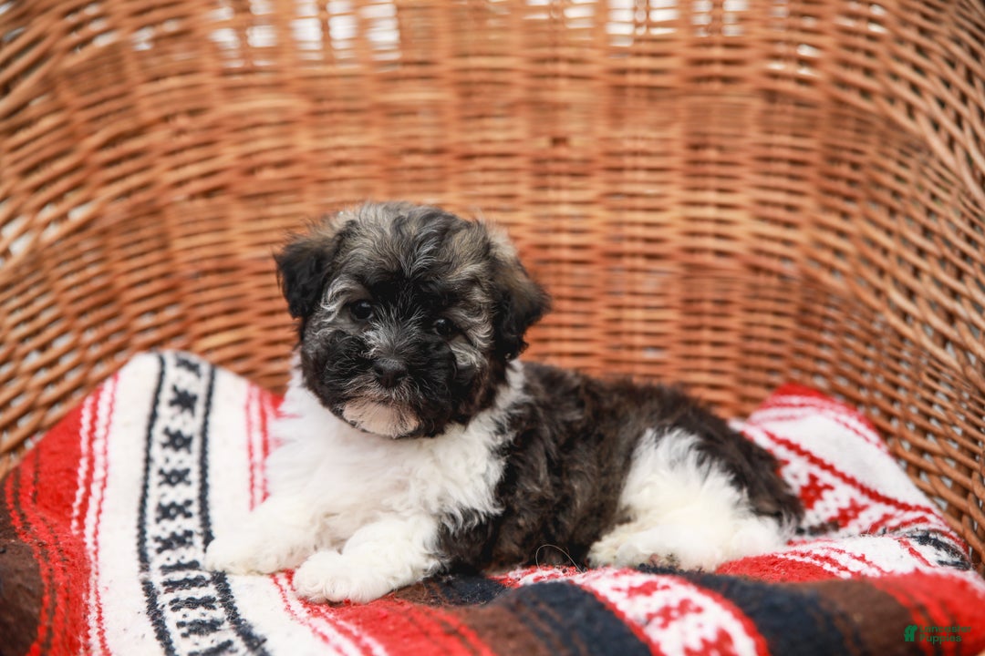 Havanese dogs for sale: Maggie AKC - Ad 6