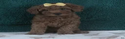 Miniature Poodle dogs for sale: Princess - Ad 1