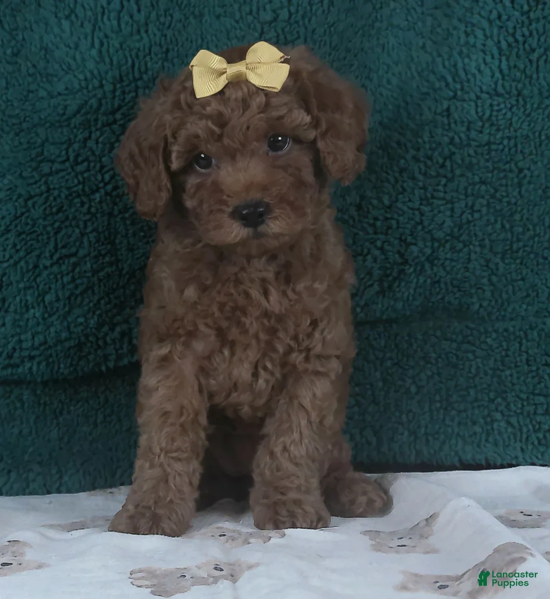 Miniature Poodle dogs for sale: Princess - Ad 1