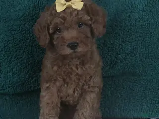 Miniature Poodle dogs for sale: Princess - Ad 4