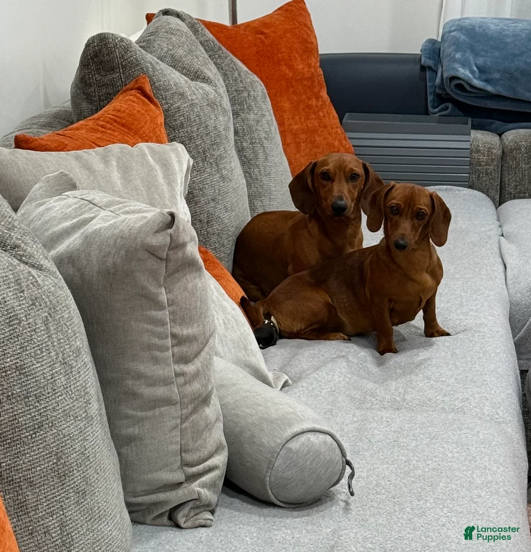 Dachshund dogs for sale: Dachshund Puppy 1 - Ad 2