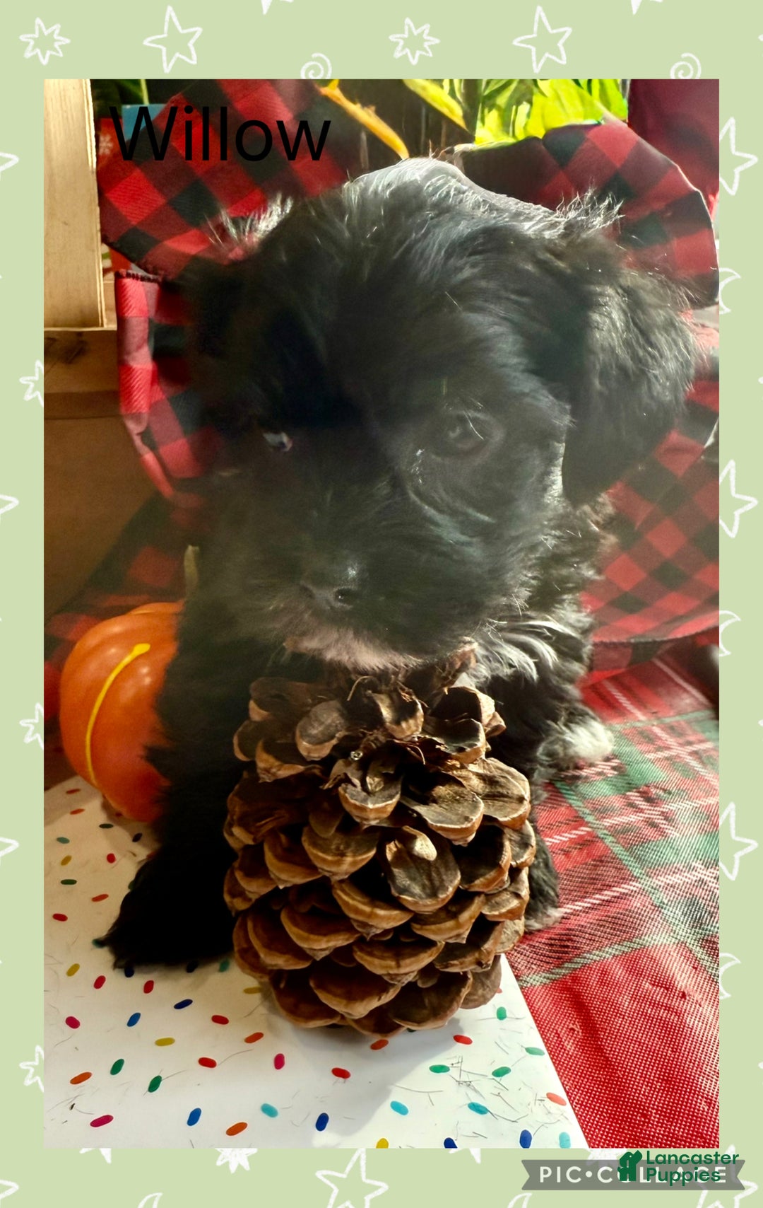 Yorkiepoo dogs for sale: Yorkiepoo litter of 5 puppies - Ad 17