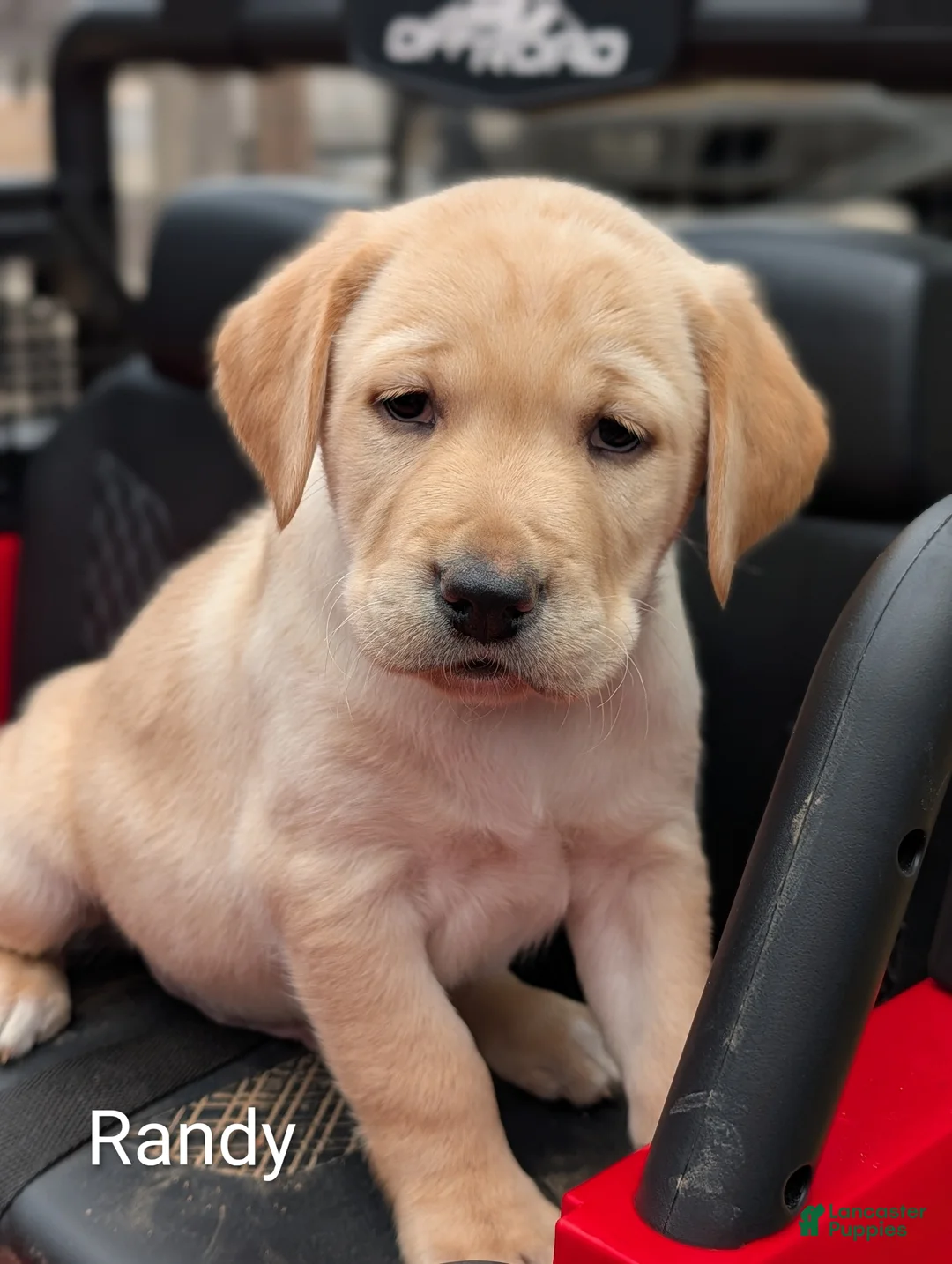 Labrador Retriever dogs for sale: Conway - Ad 3