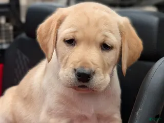 Labrador Retriever dogs Randy - Ad 24