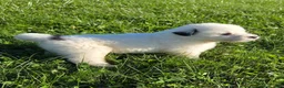 Great Pyrenees dogs for sale: James - Ad 25