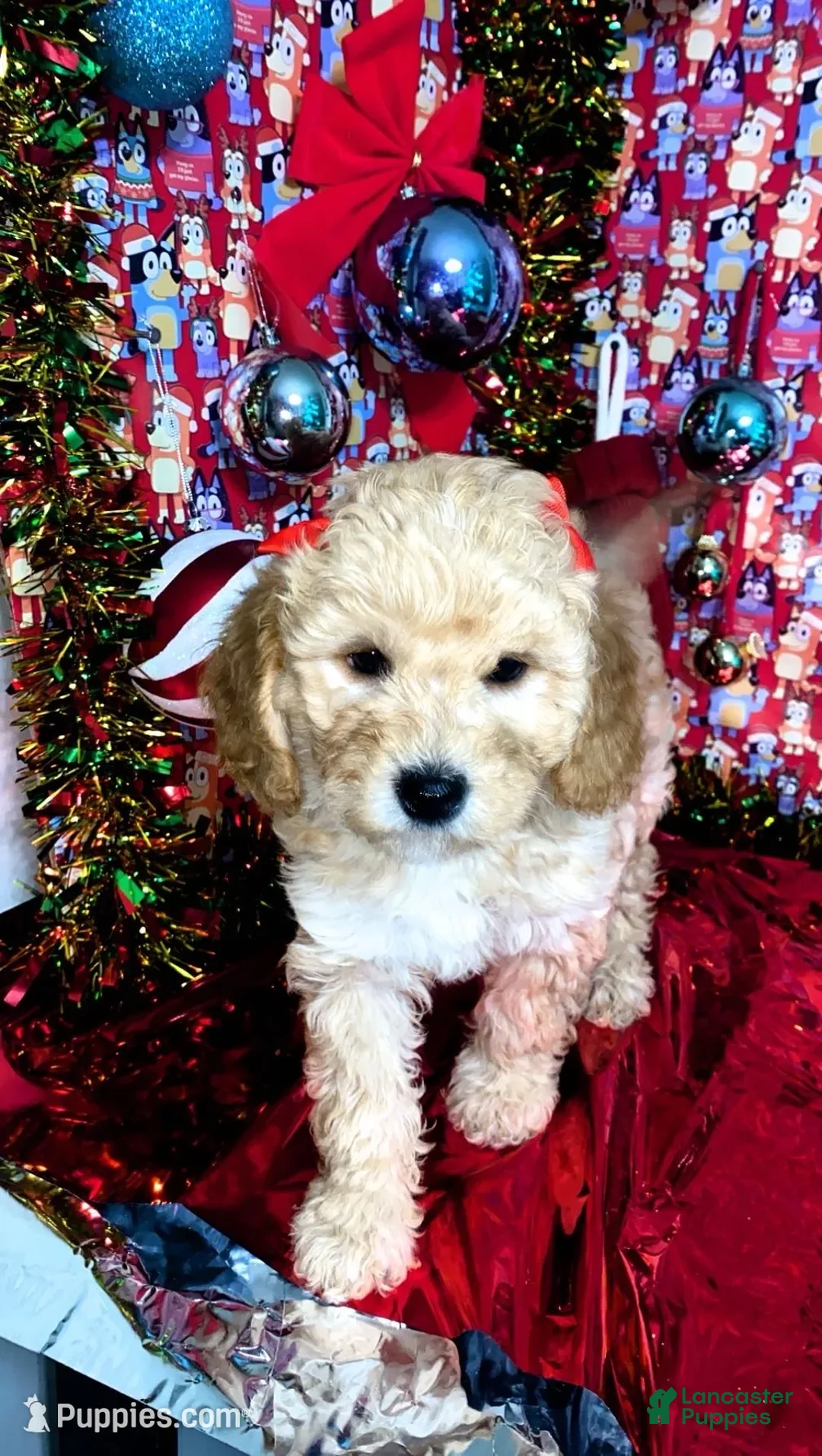 Mini Goldendoodle dogs for sale: Shadow - Ad 3