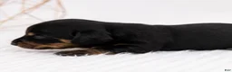 Miniature Dachshund dogs for sale: Peach - Ad 4