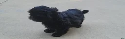 Shih Tzu dogs for sale: Sable - Ad 19