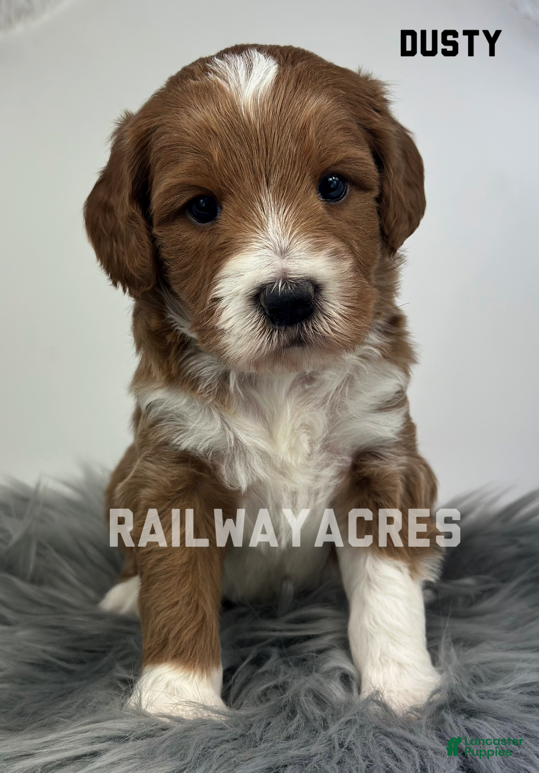 Mini Goldendoodle dogs for sale: Dusty - Ad 1