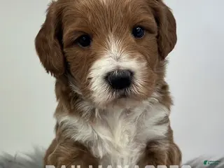 Mini Goldendoodle dogs Dusty - Ad 21