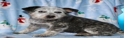 Australian Cattle Dog dogs for sale: Rambo - Ad 4