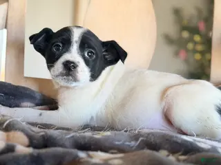 Mixed Breed dogs Essie - Ad 28