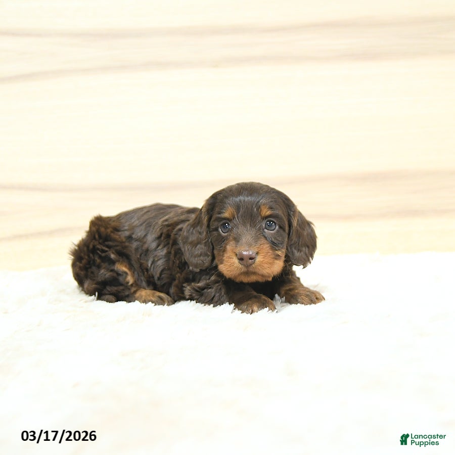 Miniature Dachshund dogs Polly - Ad 1